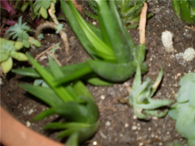 crasula